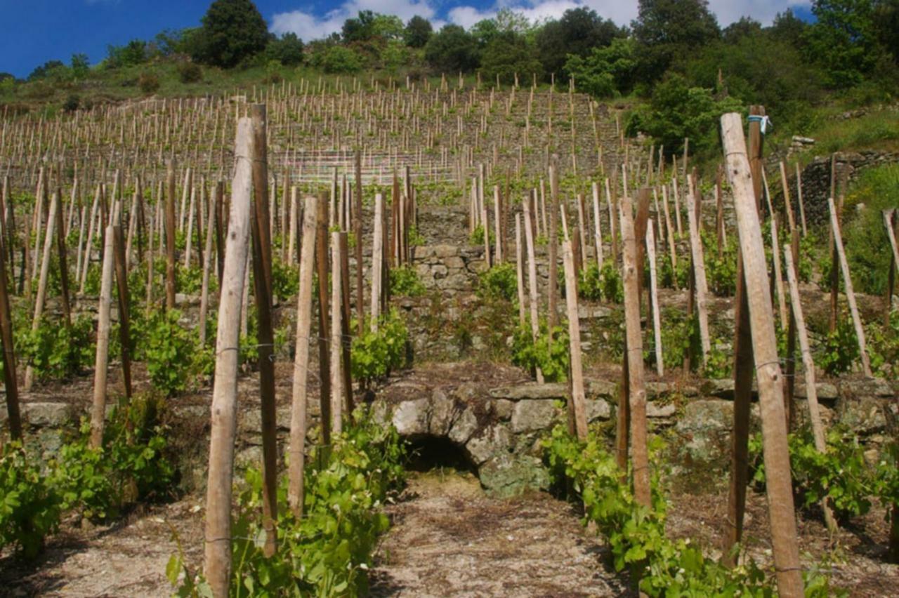 Gite Du Tilleul - 2 Etoiles - Domaine De L'Olivier Faugeres  Екстериор снимка